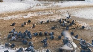 Греемся на канализационных люках