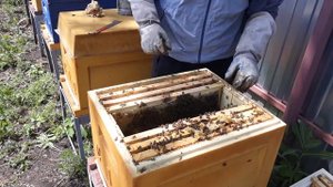 САМЫЙ НАДЁЖНЫЙ И БЫСТРЫЙ ВЫВОД СЕМЬИ ИЗ РОЕВОГО СОСТОЯНИЯ РАБОТАЕТ ВСЕГДА