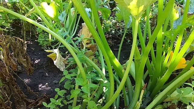 Кабачок кавили f 1 смотреть онлайн