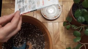 Посев на рассаду Бальзамина Махрового Афина Паллада  и Колеуса Блек Драгон!