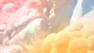 Azorella - garden plants