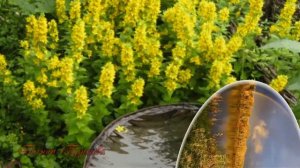 Солнце хочу,небо хочу,радуг хочу и дорог.  исп Натали