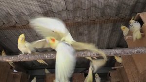 Зов природы. Брачные игры попугаев.