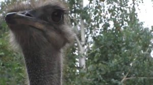 СТРАУС нападает на человека, голова СТРАУСА