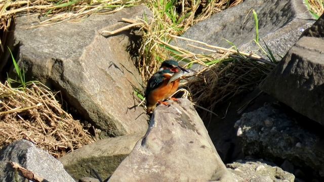1130. Ledňáček říční, Common Kingfisher, Eisvogel, IJsvogel, Обыкновенный зимородок, Zimorodek смотреть онлайн