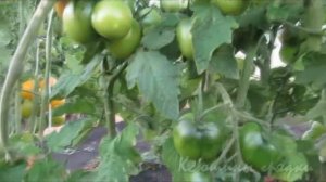 ТАКИЕ РАЗНЫЕ ПОМИДОРЫ. ДЕ БАРАО. (из видеоархива 2015г.)