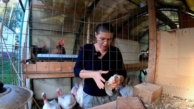 Отбор лучшей птицы на племя. Боремся с расклевом у цыплят смотреть онлайн