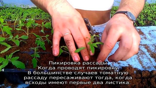 Пикировка томатов в апреле