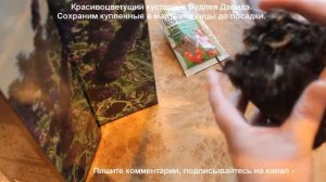 Будлея Давида. Сохраним до высадки в грунт.