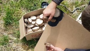 СУПЕР ДЕКОР ДЛЯ ДАЧИ ИЗ СУХИХ ТОЛСТЫХ ВЕТОК