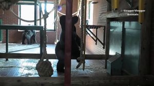 Oumbi The Huge Silverback Gorilla Has His Gym Session