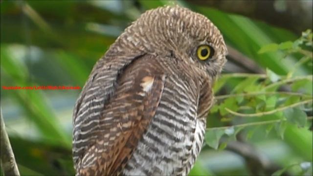 Jungle Owlet - Glaucidium Radiatum Malabaricum