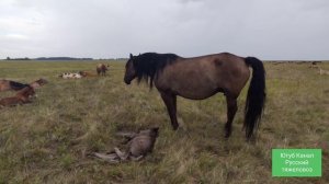 Вятская лошадь.