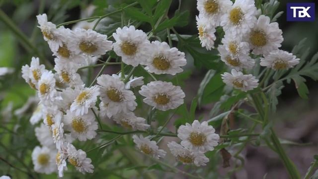 Дворики микрорайона Кузнечики. Улица  Академика Доллежаля 19
