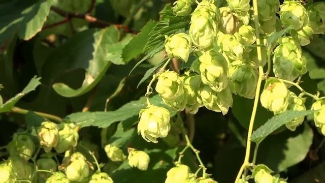 Как растет хмель смотреть онлайн