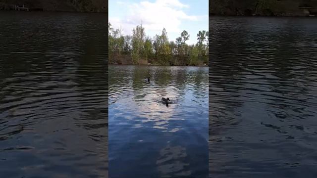 Дикі качки на Сумщині. Wild ducks in the Sumy region, Ukraine. #shorts