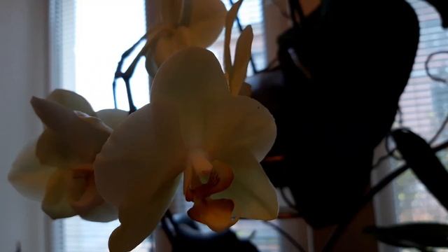 #Орхидеи. Подставка с цветущими орхидеями в действии.Старфиш, Песаара, Монтрё, Нарбоне, Фламинго Дж смотреть онлайн