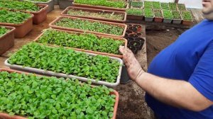 Не растёт петуния что делать.