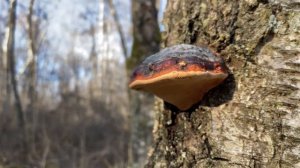 Fomitopsis pinicola, March 2020