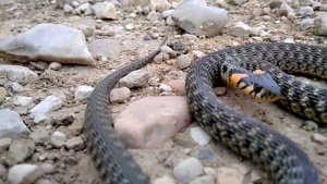 Змея Обыкновенный уж (Natrix natrix) в горной местности Дагестана