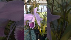 Cattleya labiata coerulea