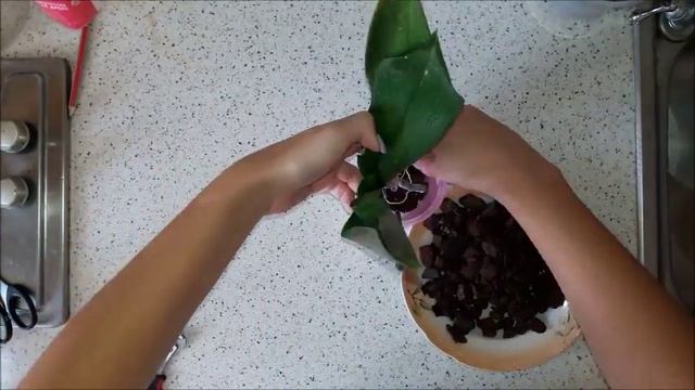 Часть 29. Реанимация. Простейшая тепличка. Уценка орхидея Фаленопсис Лондон смотреть онлайн