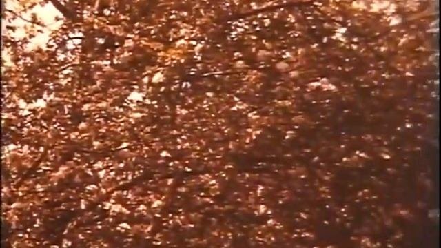 Вредители и болезни плодовых культур