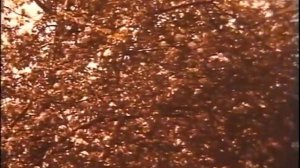 Вредители и болезни плодовых культур