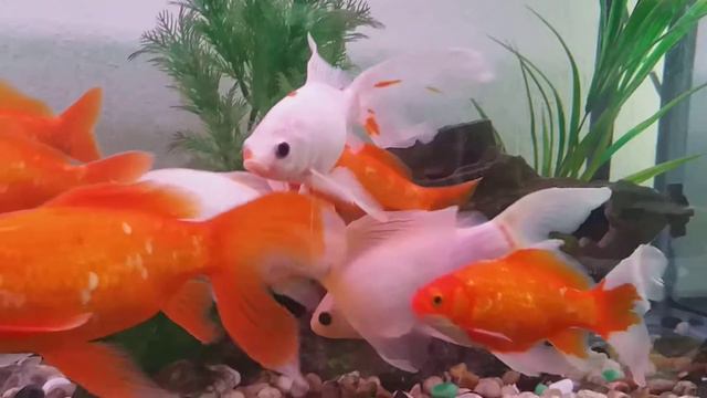 11 февраля 2019 г. смотреть онлайн