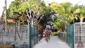 Верблюды и пони в зоопарке на севере Израиля. Катание верхом на верблюдах и пони