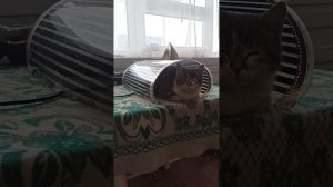инфракрасный теплый пол!!! влияние на организм!!!