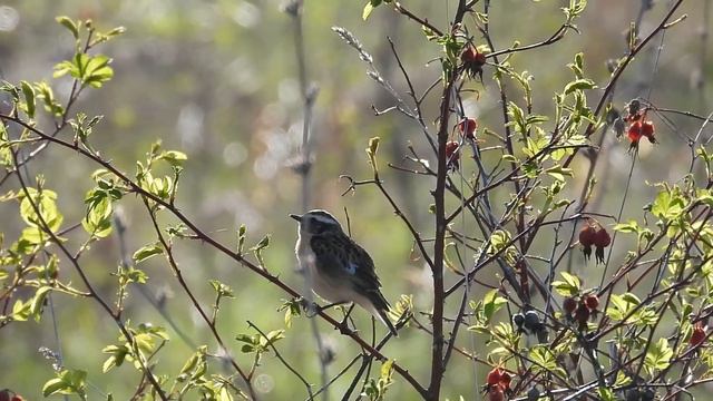 №3501 10 05 2023 Утренние голоса птиц смотреть онлайн