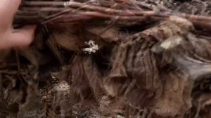 Снимаю укрытие с ежевики. Как прошел эксперимент с укрытием