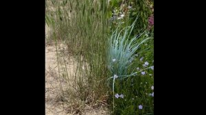 ЖИТНЯК/AGROPYRON( растения/plants)( HD slide show)!