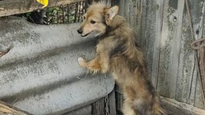 Пёс Букет хочет убежать со двора