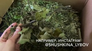 Питание шиншилл (инструкция по кормлению). Как и чем кормить шиншиллу?