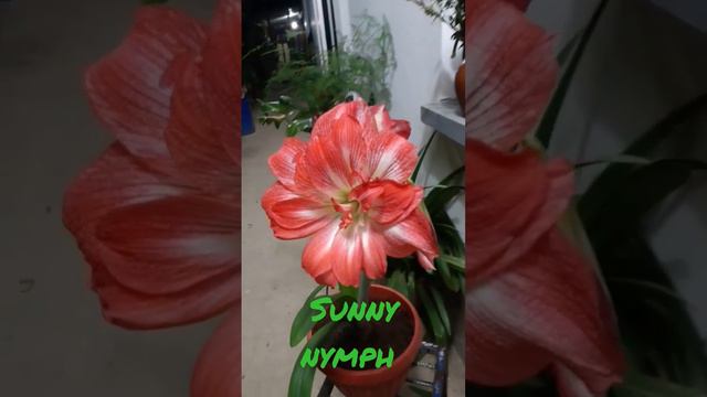 hippeastrum sunny nymph