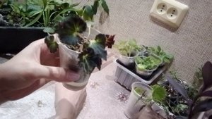 Распродажа комнатных растений!!!! Комнатные растения почтой