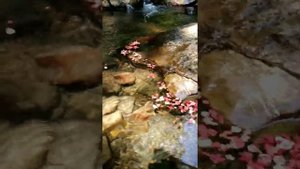Матушка- водица, синеокая сестрица.....