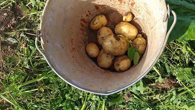 ОГОРОД НА КОНЕЦ МАЯ, НЕМНОГО О КАРТОФЕЛЕ. смотреть онлайн