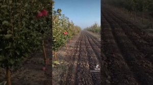 Яблоня Пинк Леди 20.10.2022