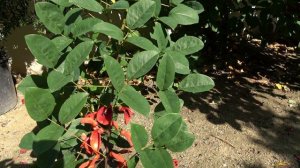 A Large Erythrina in full soil, in the Netherlands