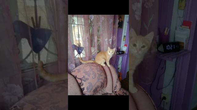 Любимец семьи - кот Руди