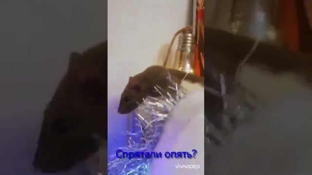 Капа в поисках капучинатора