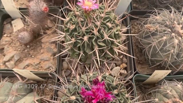 Our first Genus Feature: Stenocactus смотреть онлайн