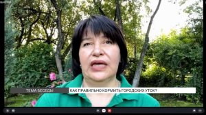 Как правильно кормить городских уток?