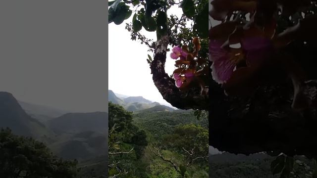 Cattleya schilleriana смотреть онлайн