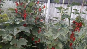 Итог удобрения смородины крахмалом и травяным настоем