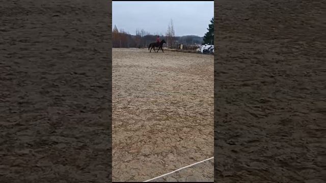 VID-20231115-WA0036.mp4