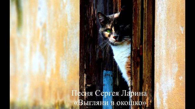 Яна Троянова не похожа на эту кошку